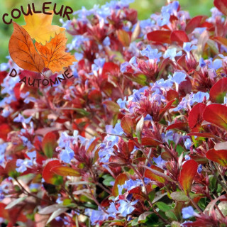 Plantes Vivaces CERATOSTIGMA plumbaginoides - Plumbago en vente - Dentelaire en vente - Pépinière Lepage .