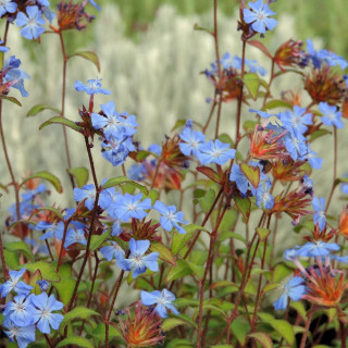 plantes-vivaces-ceratostigma-willmottianum-plumbago-en-vente-dentelaire-en-vente-pepiniere-lepage-
