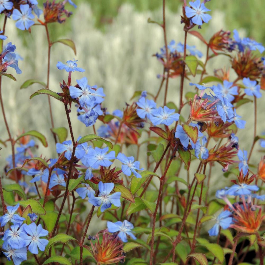 Plantes Vivaces CERATOSTIGMA willmottianum - Plumbago en vente - Dentelaire en vente - Pépinière Lepage .