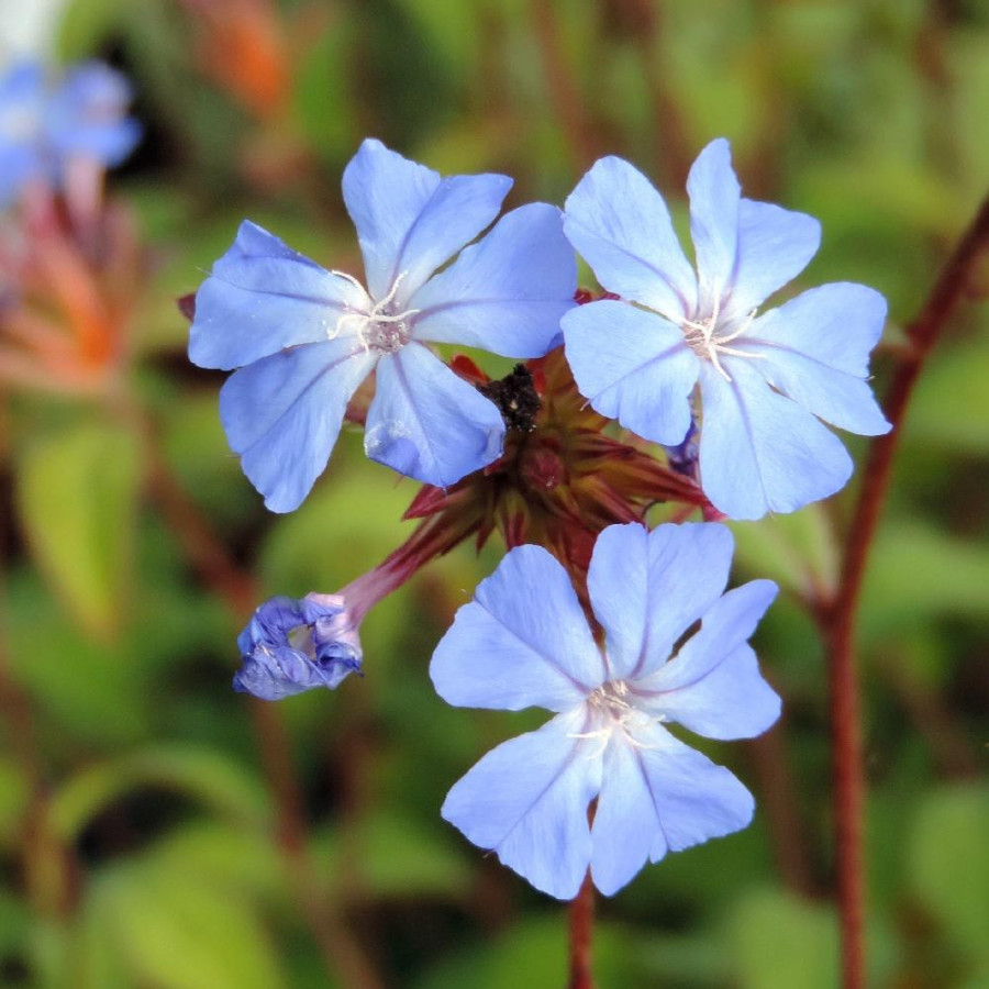 Plantes Vivaces CERATOSTIGMA willmottianum - Plumbago en vente - Dentelaire en vente - Pépinière Lepage .