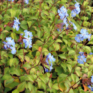 Plantes Vivaces CERATOSTIGMA willmottianum - Plumbago en vente - Dentelaire en vente - Pépinière Lepage .