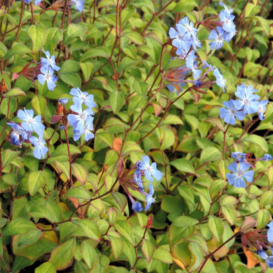 Plantes Vivaces CERATOSTIGMA willmottianum - Plumbago en vente - Dentelaire en vente - Pépinière Lepage .