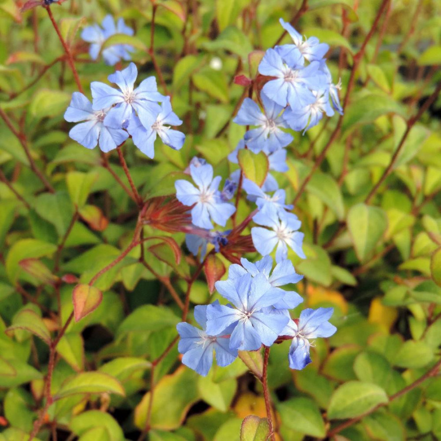 Plantes Vivaces CERATOSTIGMA willmottianum - Plumbago en vente - Dentelaire en vente - Pépinière Lepage .