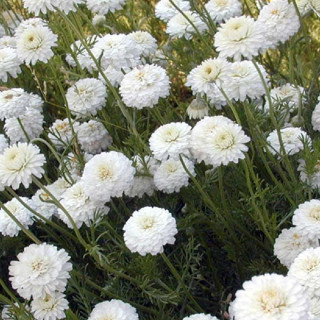 plantes-vivaces-chamaemelum-nobile-ligulosum-camomille-romaine-en-vente-pepiniere-lepage-