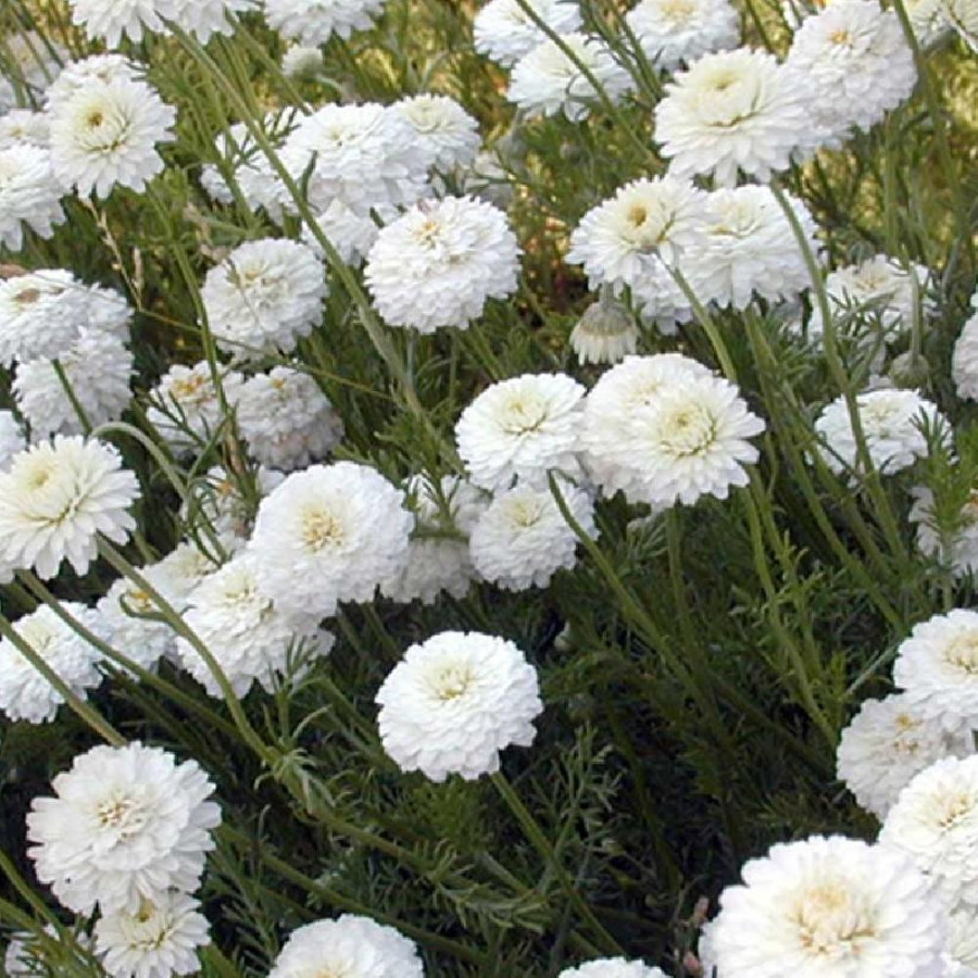 Plantes Vivaces CHAMAEMELUM nobile 'Ligulosum' - Camomille romaine en vente - Pépinière Lepage .