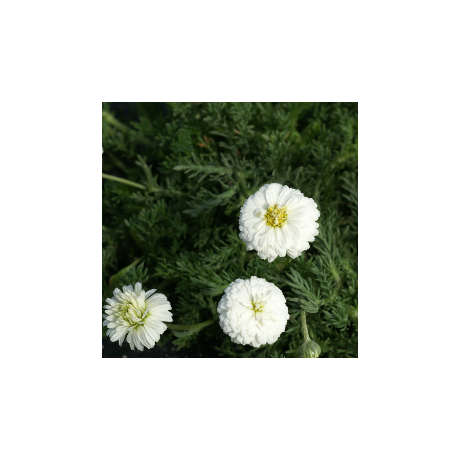 Plantes Vivaces CHAMAEMELUM nobile 'Ligulosum' - Camomille romaine en vente - Pépinière Lepage .