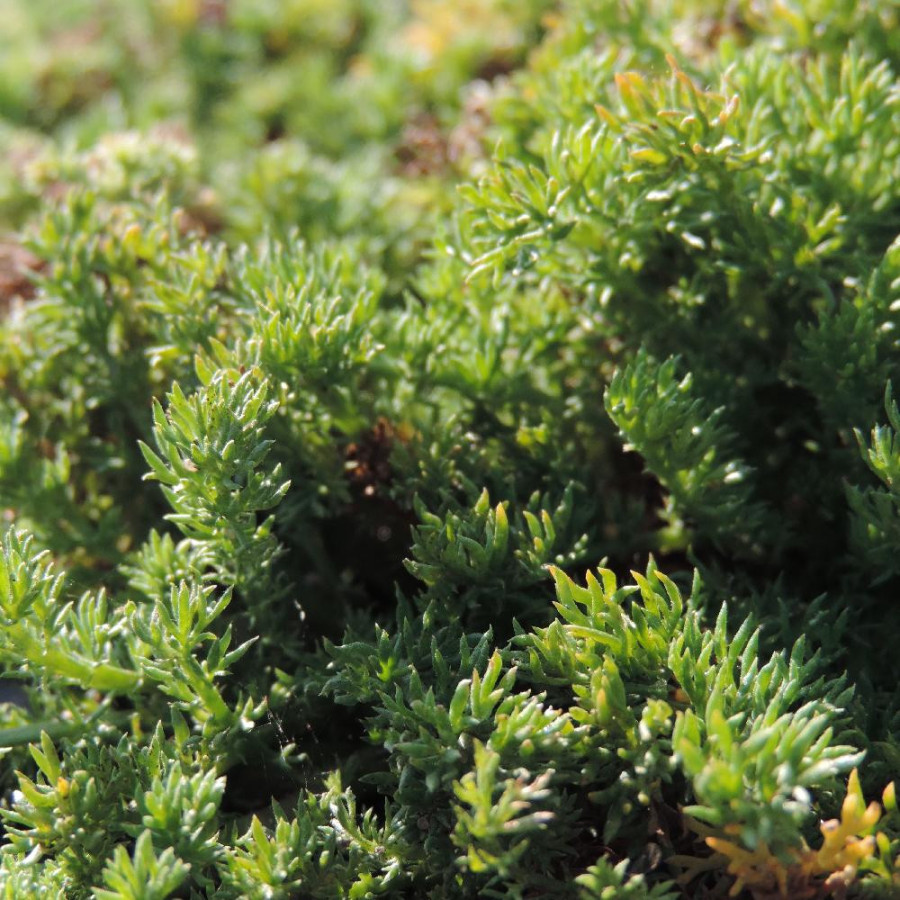 Plantes Vivaces CHAMAEMELUM nobile 'Treneague' - Camomille romaine en vente - Pépinière Lepage .