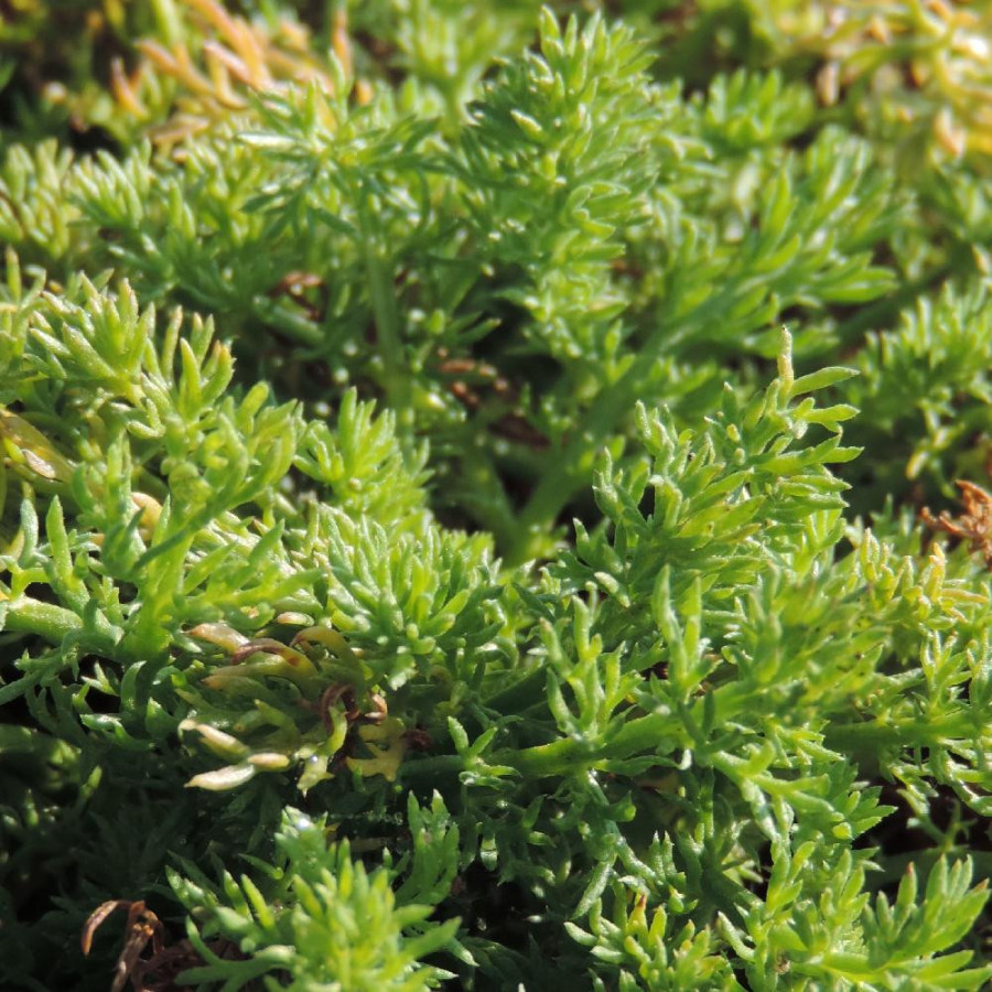 Plantes Vivaces CHAMAEMELUM nobile 'Treneague' - Camomille romaine en vente - Pépinière Lepage .