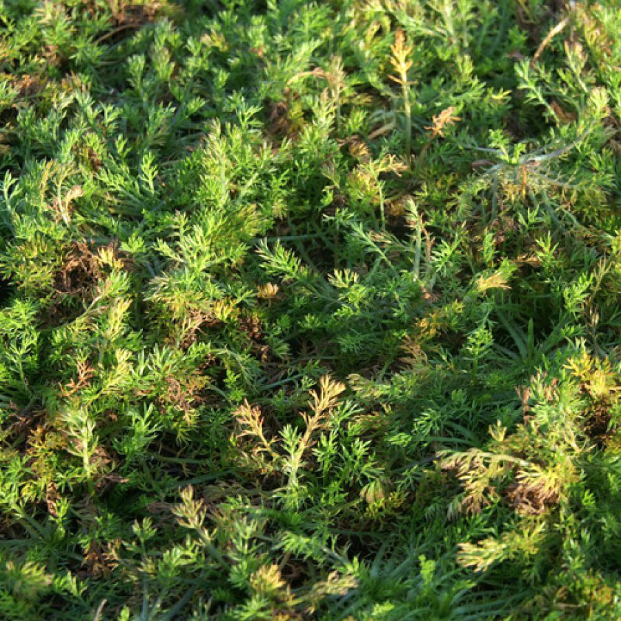 Plantes Vivaces CHAMAEMELUM nobile 'Treneague' - Camomille romaine en vente - Pépinière Lepage .