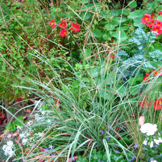 plantes-vivaces-chloris-virgata-en-vente-pepiniere-lepage-