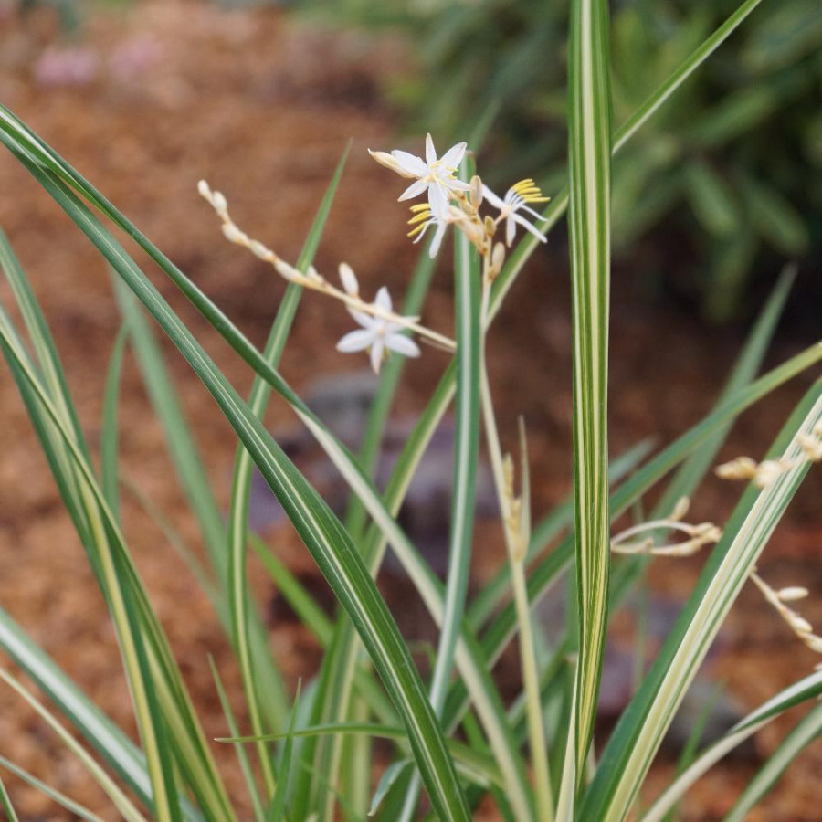 plantes-vivaces-chlorophytum-saundersiae-starlight-R-en-vente-pepiniere-lepage-