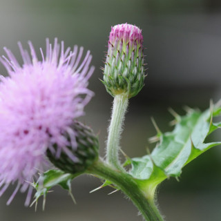 plantes-vivaces-cirsium-japonicum-pink-beauty-cirse-du-japon-en-vente-pepiniere-lepage-