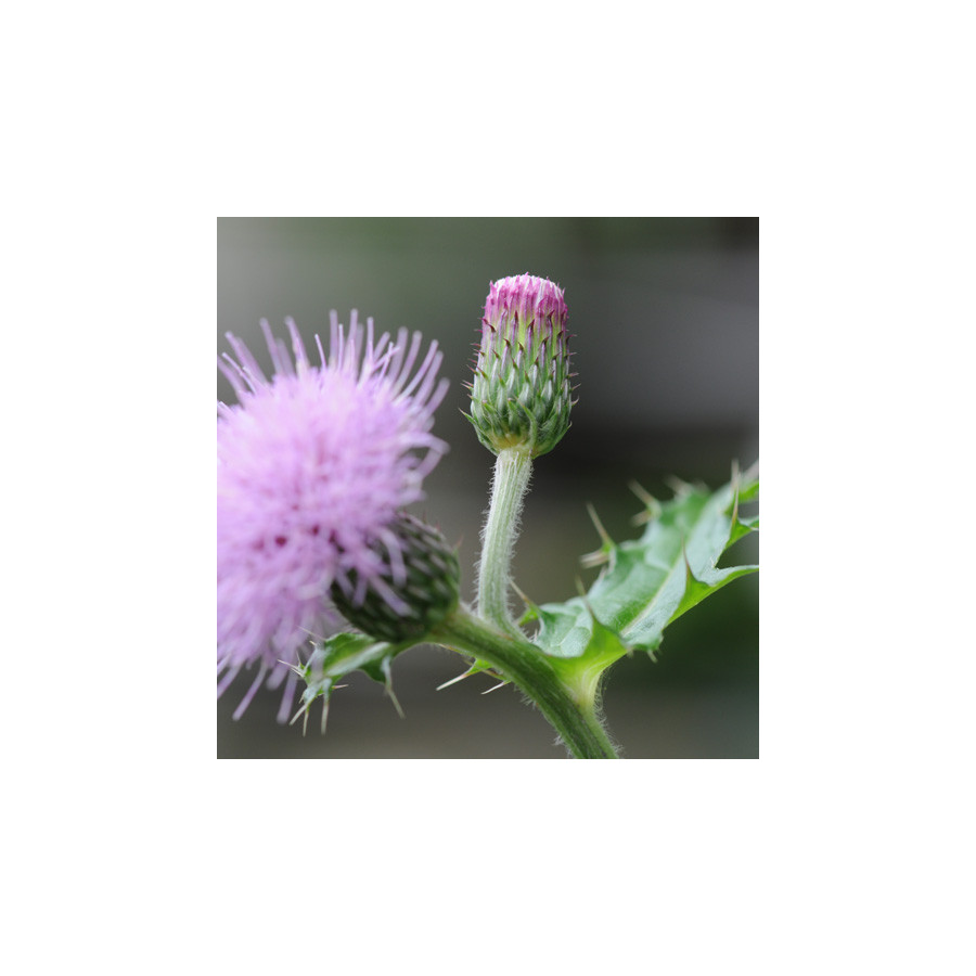 Plantes Vivaces CIRSIUM japonicum 'Pink Beauty' - Cirse du Japon en vente - Pépinière Lepage .