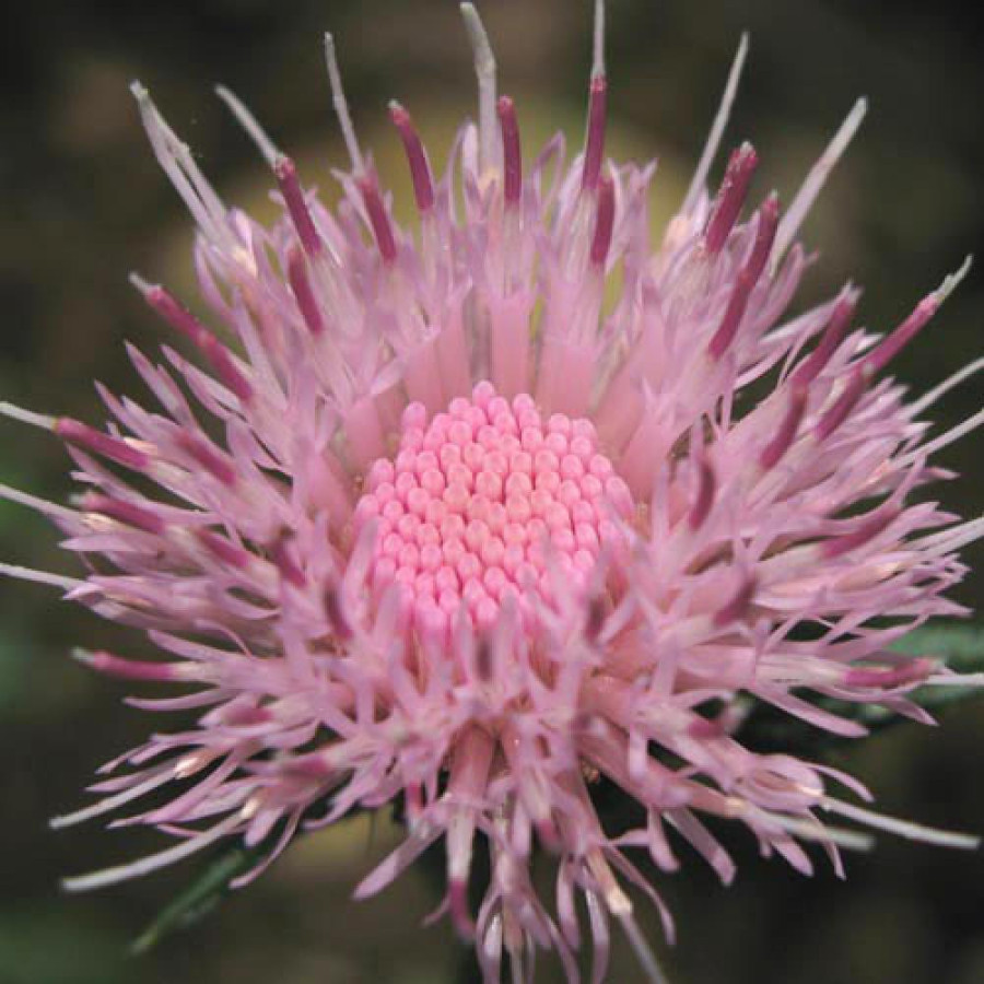 Plantes Vivaces CIRSIUM japonicum 'Pink Beauty' - Cirse du Japon en vente - Pépinière Lepage .