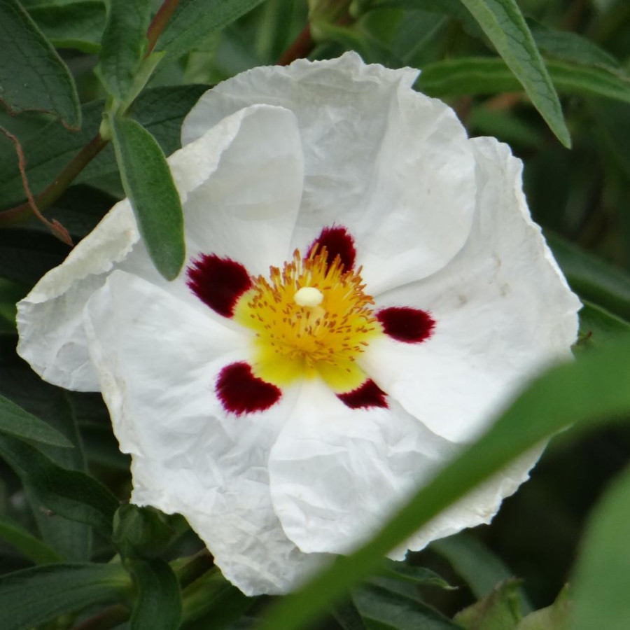 Plantes Vivaces CISTUS aguilarii 'Maculatus' - Ciste en vente - Pépinière Lepage .