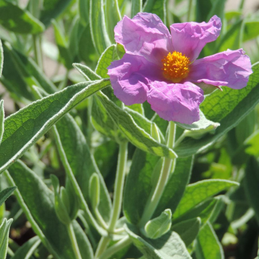 Plantes Vivaces CISTUS albidus - Ciste cotonneux en vente - Pépinière Lepage .