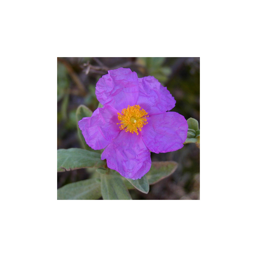 Plantes Vivaces CISTUS albidus - Ciste cotonneux en vente - Pépinière Lepage .