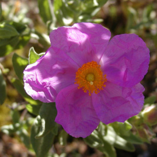 Plantes Vivaces CISTUS albidus - Ciste cotonneux en vente - Pépinière Lepage .