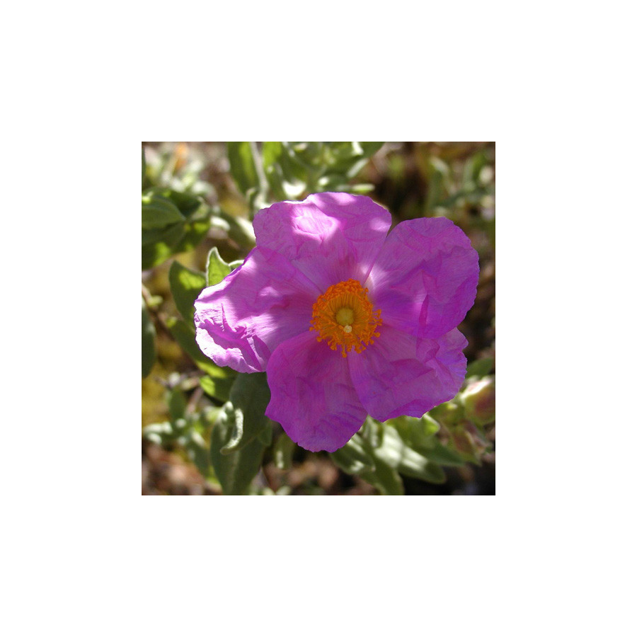 Plantes Vivaces CISTUS albidus - Ciste cotonneux en vente - Pépinière Lepage .