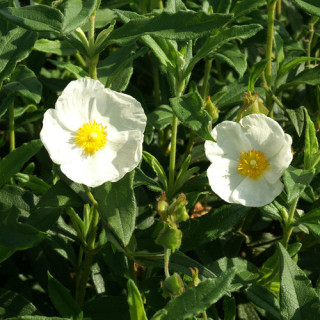 plantes-vivaces-cistus-hybridus-c-corbariensis-ciste-des-corbieres-en-vente-pepiniere-lepage-