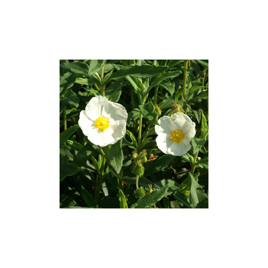 Plantes Vivaces CISTUS hybridus (C. corbariensis) - Ciste des Corbières en vente - Pépinière Lepage .