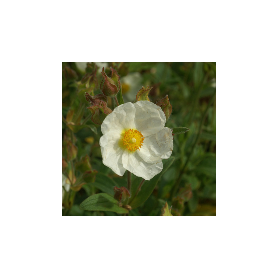 Plantes Vivaces CISTUS hybridus (C. corbariensis) - Ciste des Corbières en vente - Pépinière Lepage .