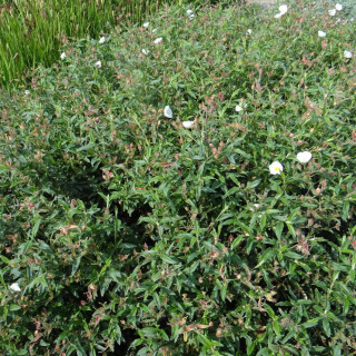 Plantes Vivaces CISTUS hybridus (C. corbariensis) - Ciste des Corbières en vente - Pépinière Lepage .