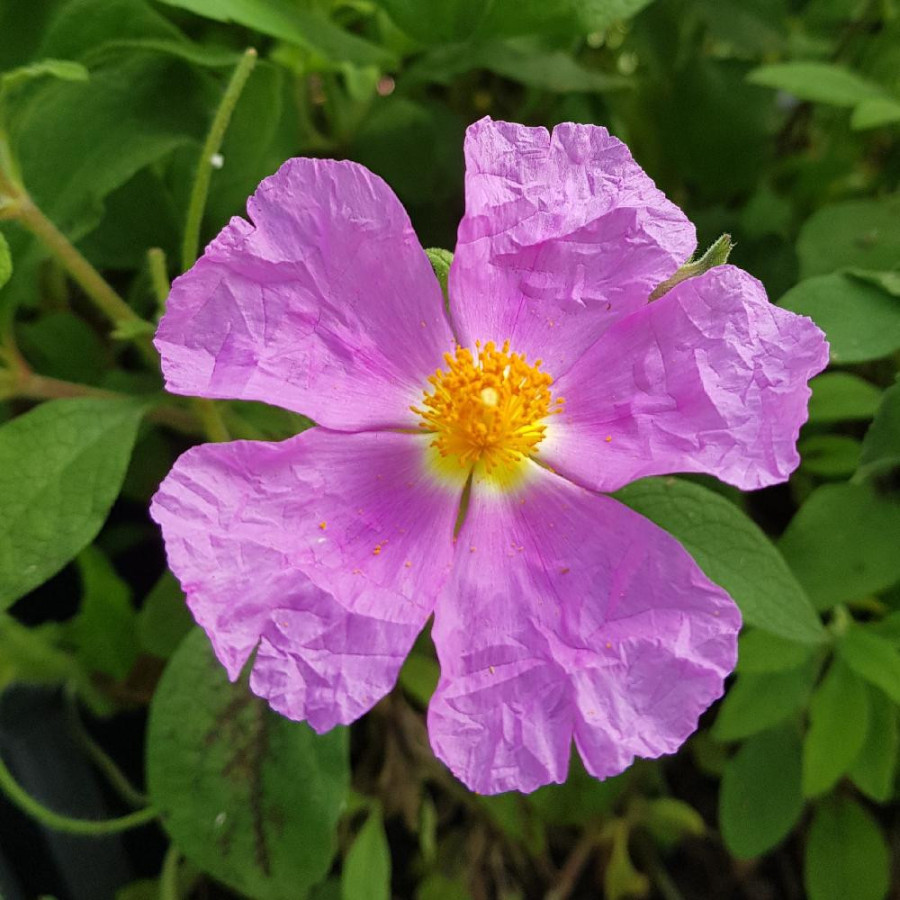 Plantes Vivaces CISTUS incanus ssp. tauricus - Ciste en vente - Pépinière Lepage .