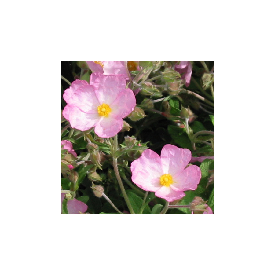 Plantes Vivaces CISTUS lenis 'Grayswood Pink' (C. parviflorus) - Ciste en vente - Pépinière Lepage .