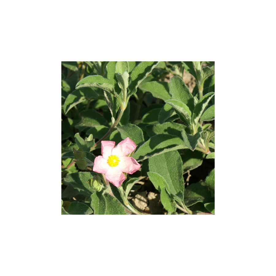 Plantes Vivaces CISTUS lenis 'Grayswood Pink' (C. parviflorus) - Ciste en vente - Pépinière Lepage .