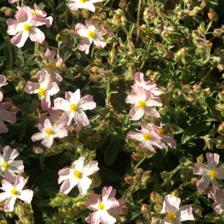 Plantes Vivaces CISTUS lenis 'Grayswood Pink' (C. parviflorus) - Ciste en vente - Pépinière Lepage .
