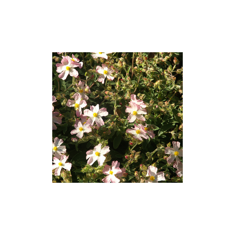 Plantes Vivaces CISTUS lenis 'Grayswood Pink' (C. parviflorus) - Ciste en vente - Pépinière Lepage .