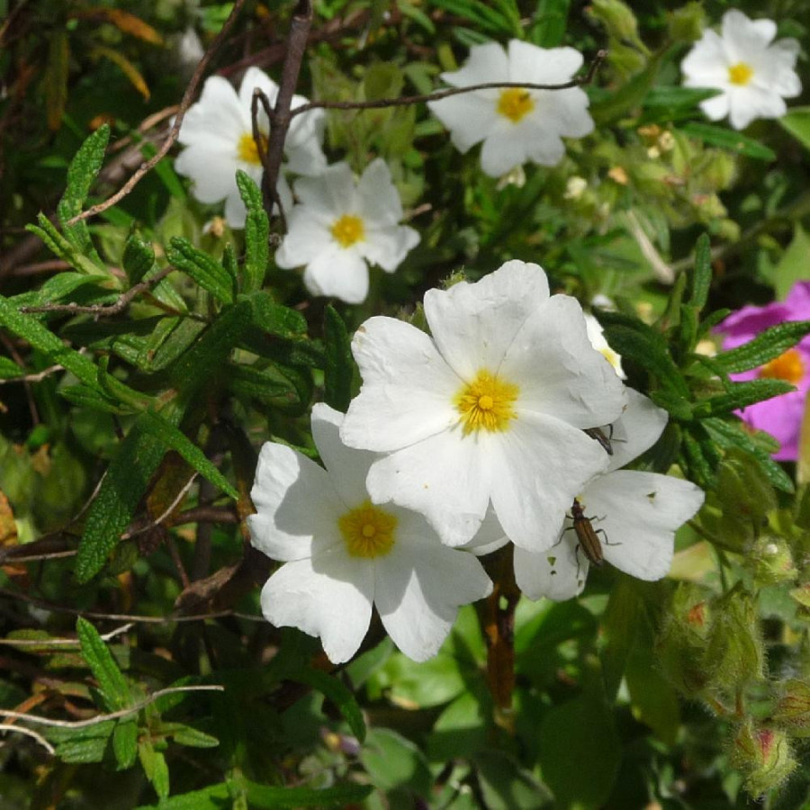 Plantes Vivaces CISTUS monspeliensis - Ciste de Montpellier en vente - Pépinière Lepage .