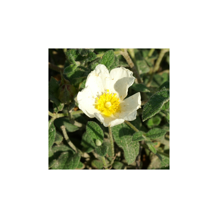 Plantes Vivaces CISTUS obtusifolius - Ciste en vente - Pépinière Lepage .