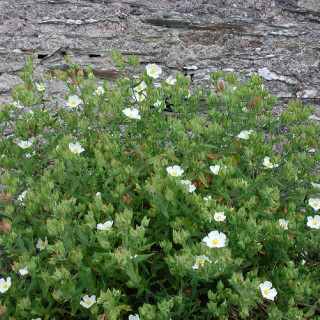 Plantes Vivaces CISTUS psilosepalus - Ciste en vente - Pépinière Lepage .