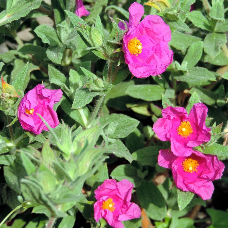 Plantes Vivaces CISTUS pulverulentus - Ciste en vente - Pépinière Lepage .