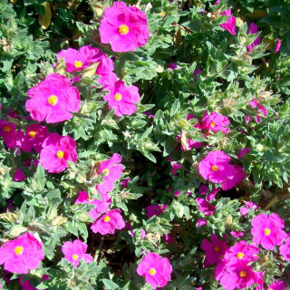 Plantes Vivaces CISTUS pulverulentus - Ciste en vente - Pépinière Lepage .