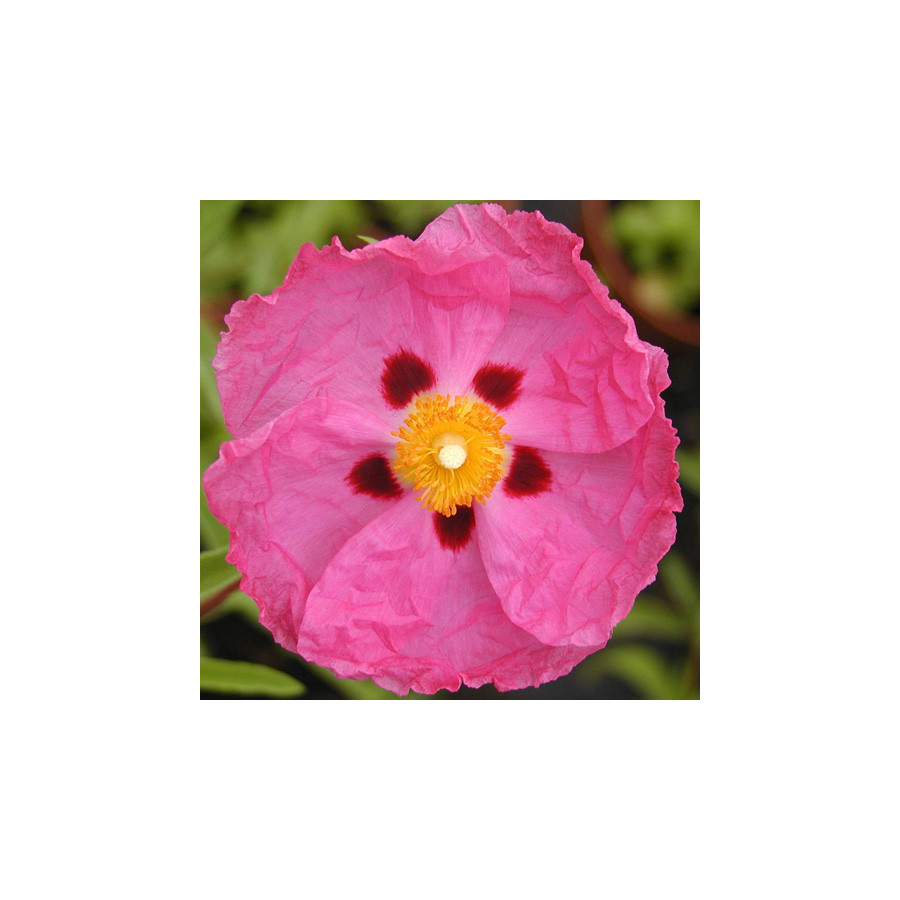 Plantes Vivaces CISTUS purpureus - Ciste pourpre en vente - Pépinière Lepage .