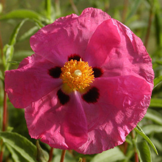 Plantes Vivaces CISTUS purpureus - Ciste pourpre en vente - Pépinière Lepage .