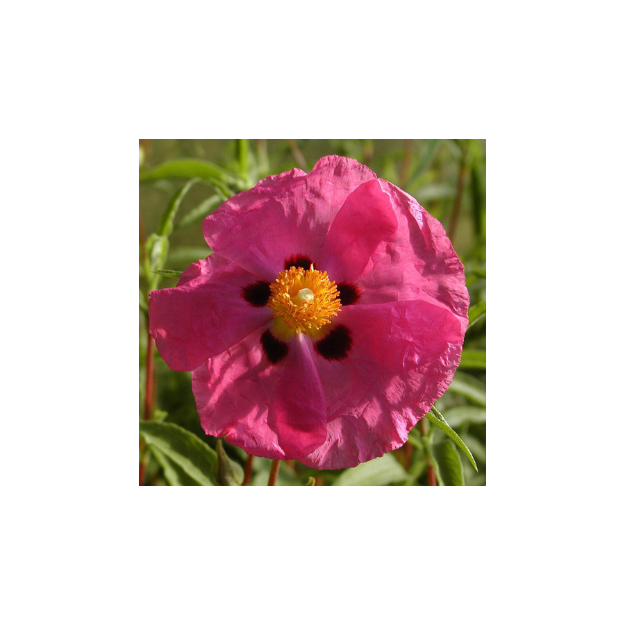 Plantes Vivaces CISTUS purpureus - Ciste pourpre en vente - Pépinière Lepage .