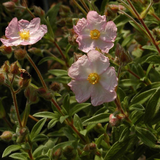 plantes-vivaces-cistus-skanbergii-ciste-en-vente-pepiniere-lepage-