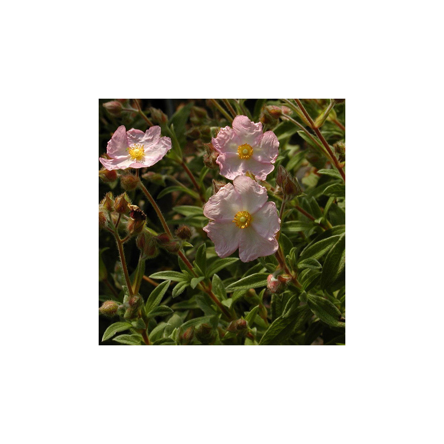 Plantes Vivaces CISTUS skanbergii - Ciste en vente - Pépinière Lepage .