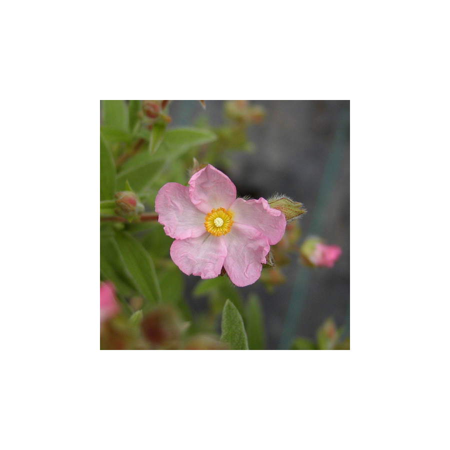 Plantes Vivaces CISTUS skanbergii - Ciste en vente - Pépinière Lepage .