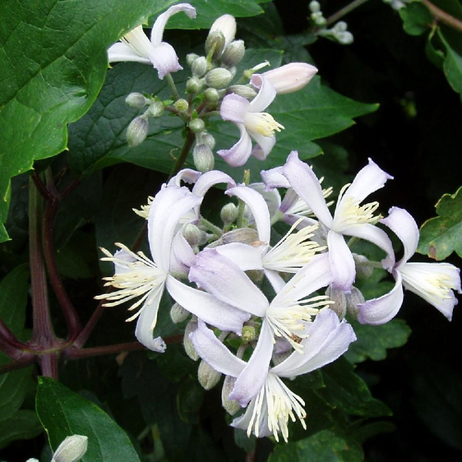 plantes-vivaces-clematis-praecox-clematite-en-vente-pepiniere-lepage-