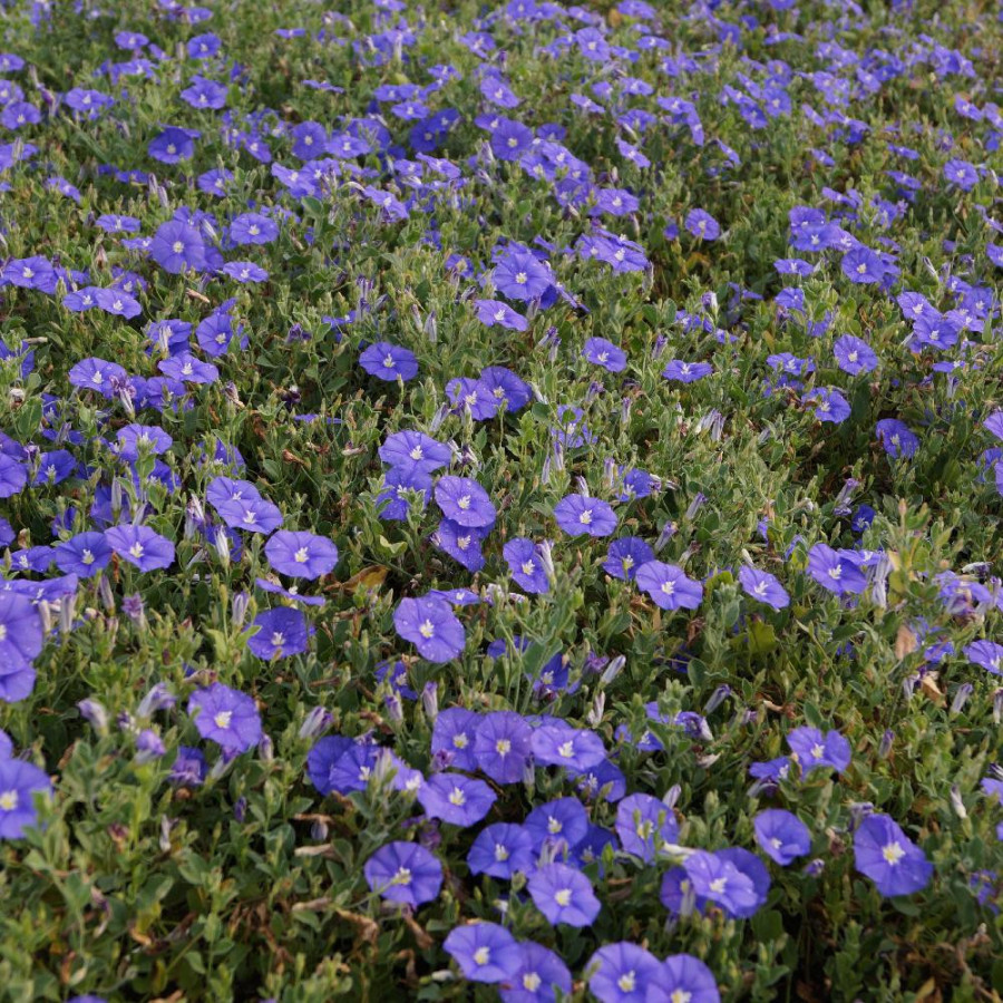 Plantes Vivaces CONVOLVULUS 'Blue Cascade' en vente - Pépinière Lepage .
