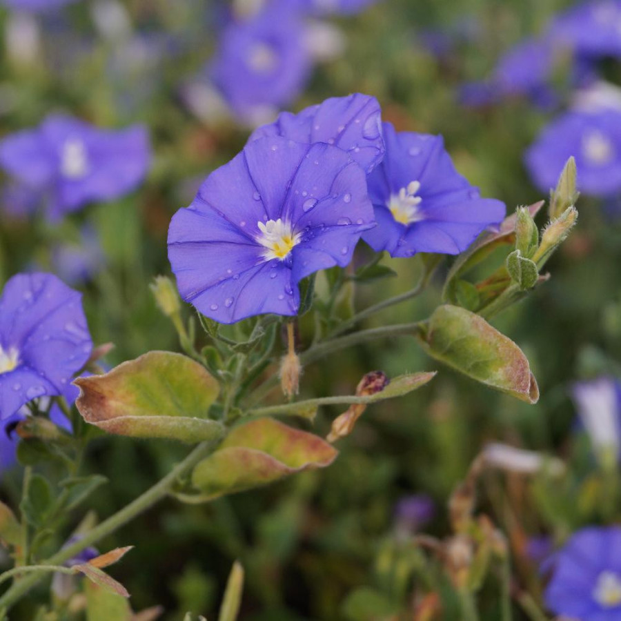 Plantes Vivaces CONVOLVULUS 'Blue Cascade' en vente - Pépinière Lepage .