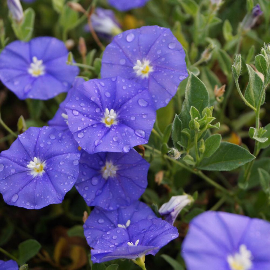 Plantes Vivaces CONVOLVULUS 'Blue Cascade' en vente - Pépinière Lepage .