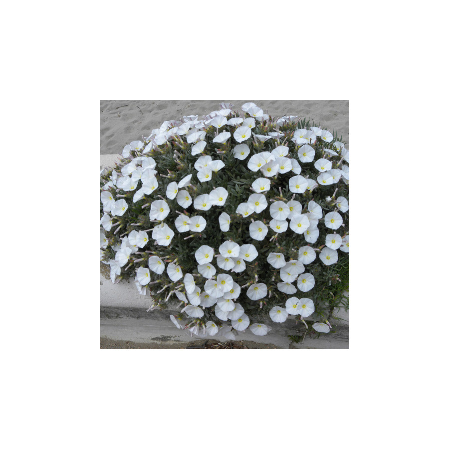 plantes-vivaces-convolvulus-cneorum-en-vente-pepiniere-lepage-