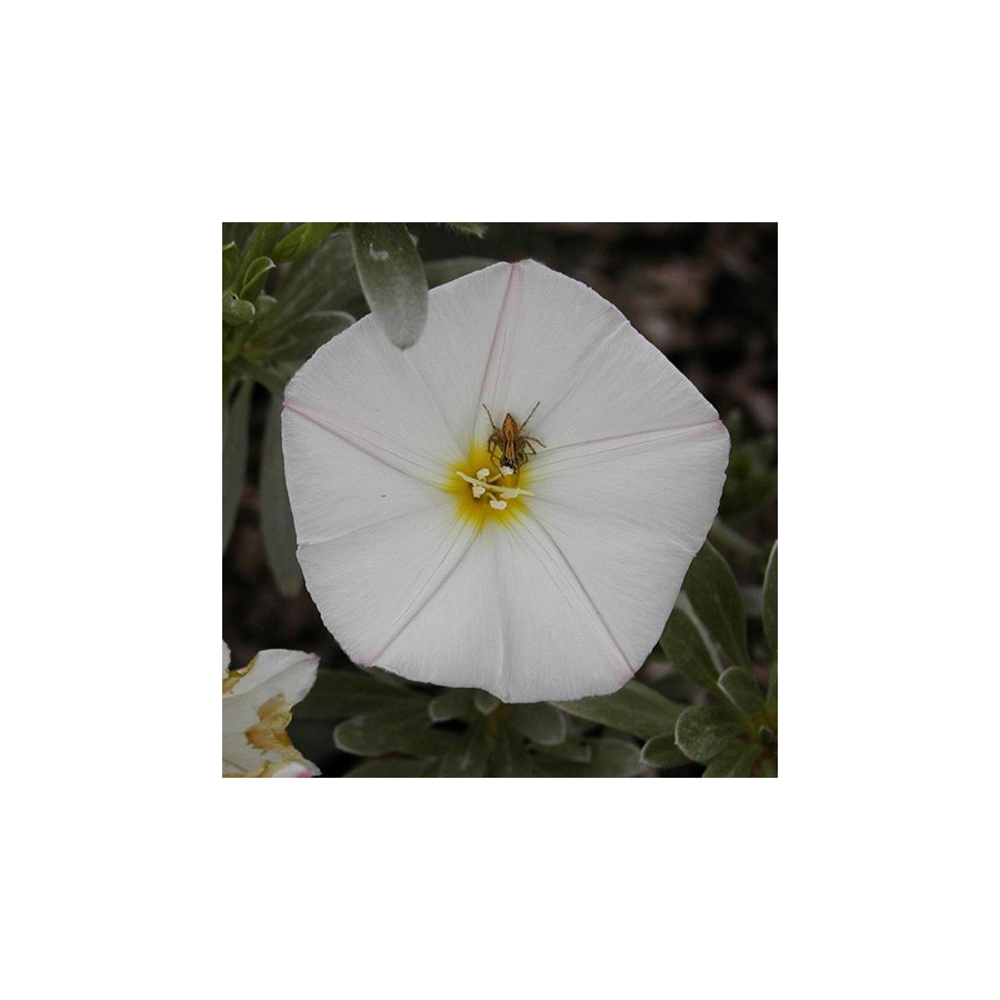 plantes-vivaces-convolvulus-cneorum-en-vente-pepiniere-lepage-