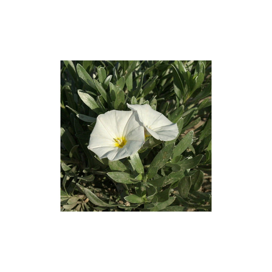 plantes-vivaces-convolvulus-cneorum-en-vente-pepiniere-lepage-